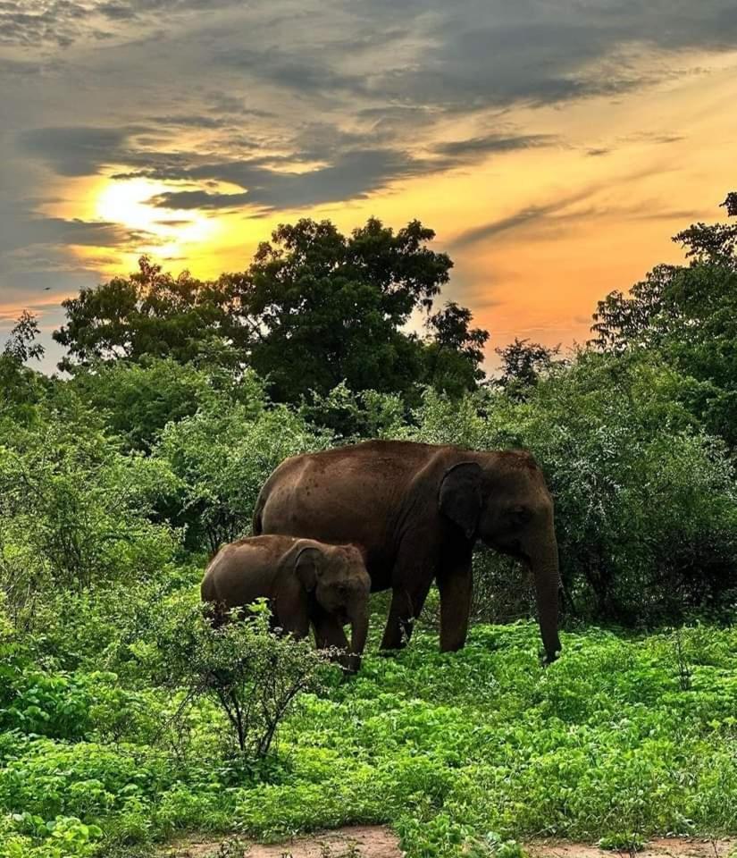 Udawalawe Wildlife & Nature Protection Bungalow Luaran gambar