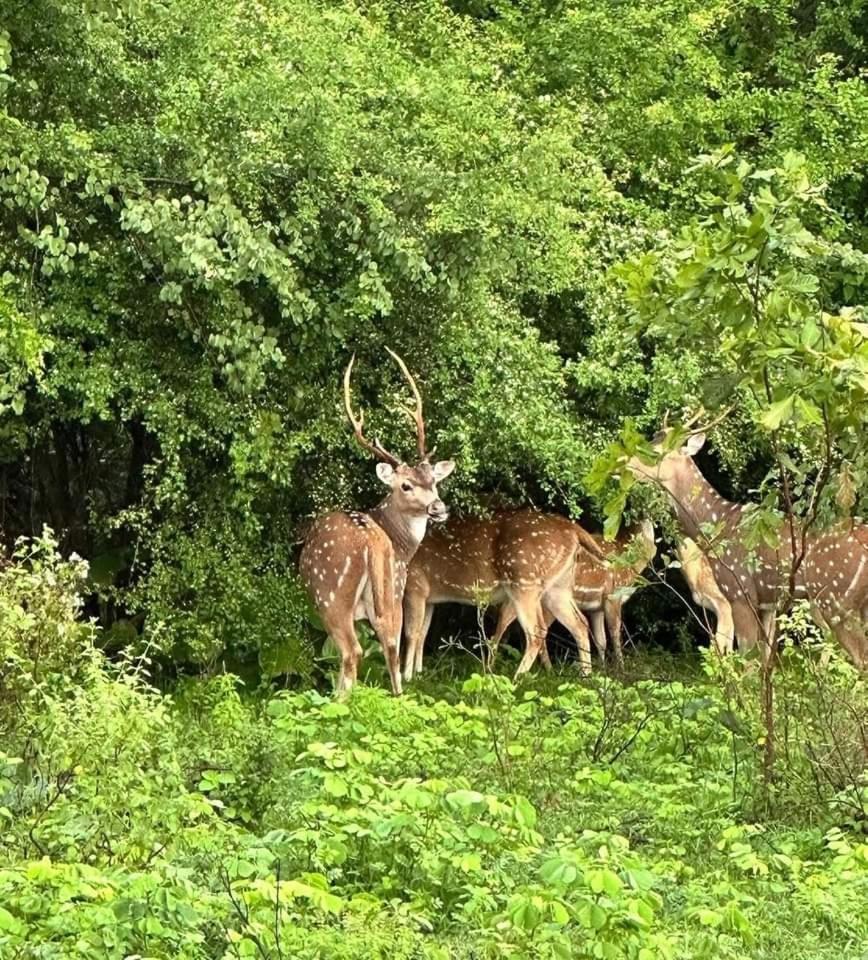 Udawalawe Wildlife & Nature Protection Bungalow Luaran gambar