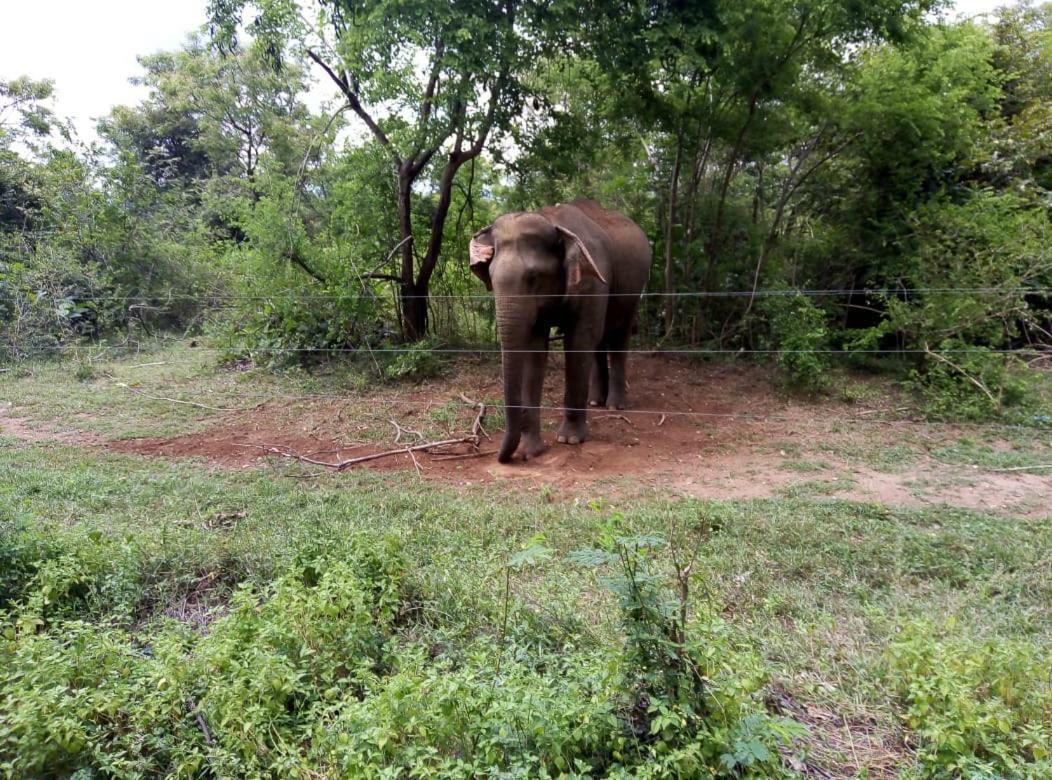 Udawalawe Wildlife & Nature Protection Bungalow Luaran gambar